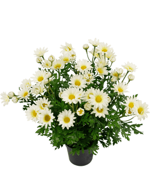 Piante Finte Daisy 31 cm