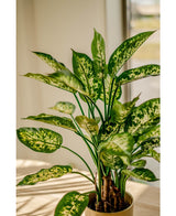 Piante Finte Dieffenbachia 75 cm