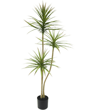 Piante Finte Dracaena Fragnans 150 cm