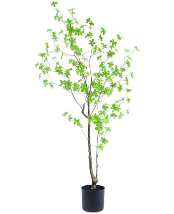 Piante Finte Enkianthus 150 cm