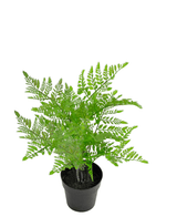 Piante Finte Fern 35 cm