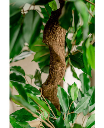 Piante Finte Ficus Crazy 120 cm