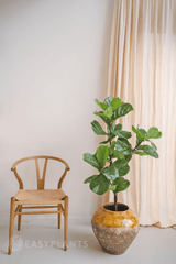 Piante Finte Ficus Tabacco Deluxe 125 cm