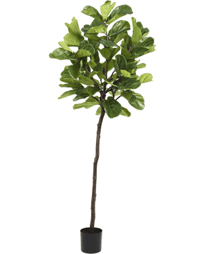 Piante Finte Ficus Tabacco Deluxe 215 cm