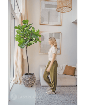 Piante Finte Ficus Tabacco Deluxe 215 cm