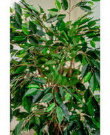 Piante Finte Ficus Tropical Liana 150 cm