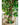 Piante Finte Ficus Tropical Liana 150 cm