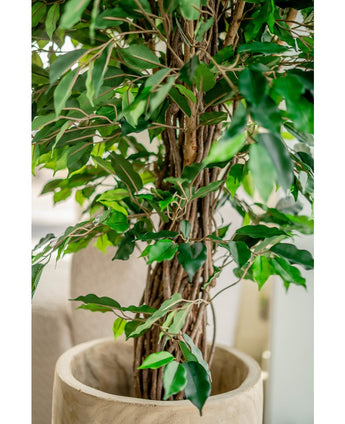 Piante Finte Ficus Tropical Liana 150 cm