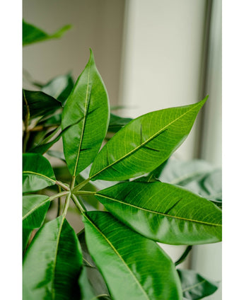 Piante Finte Schefflera 150 cm