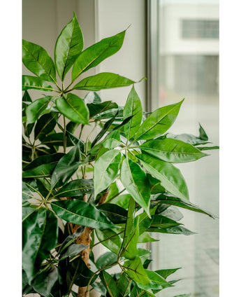 Piante Finte Schefflera 150 cm