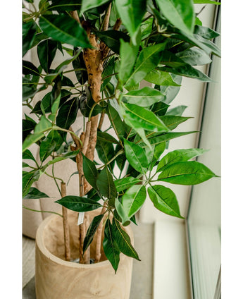Piante Finte Schefflera 150 cm