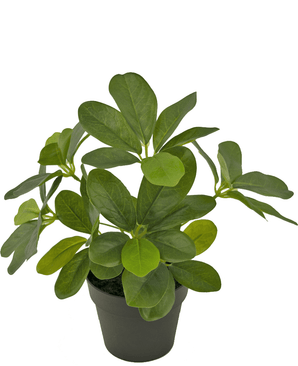 Piante Finte Schefflera 25 cm