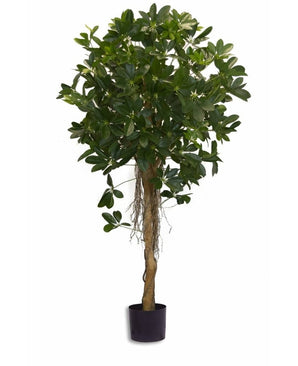 Piante Finte Schefflera a foglie piccole 150 cm