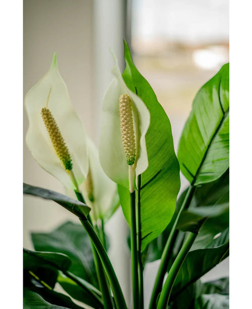 Primo piano della pianta artificiale di Spathiphyllum bianco da 85 cm, con due fiori bianchi e foglie verdi lussureggianti, mostrata in interni con la luce naturale che splende attraverso lo sfondo di una finestra leggermente sbiadita.