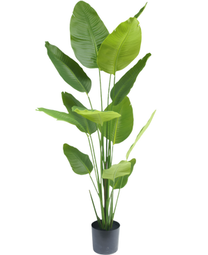 Piante Finte Strelitzia 180 cm real touch
