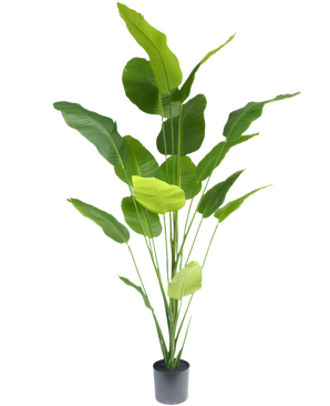 Piante Finte Strelitzia 210 cm real touch
