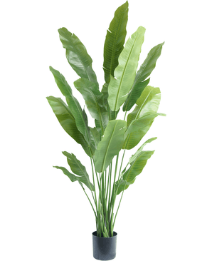 Piante Finte Strelitzia Nicolai Deluxe 195 cm