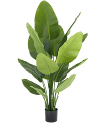 Piante Finte Strelitzia Real Touch Deluxe 150 cm