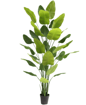 Piante Finte Strelitzia Real Touch Deluxe 300 cm