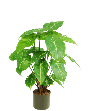 Piante Finte Syngonium 58 cm