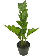 Piante Finte Zamioculcas 50 cm