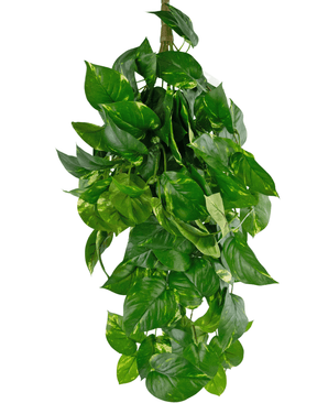 Piante Finte da appendere Golden Vine Deluxe 80 cm
