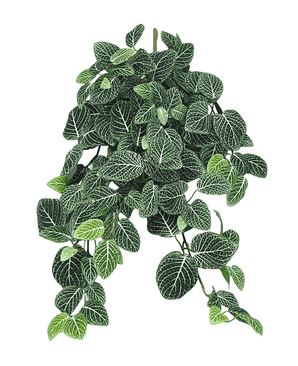 Piante Finte da parete Fittonia Verde-bianco 70cm