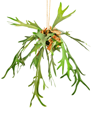 Piante Finte pendente Staghorn su palla 89 cm
