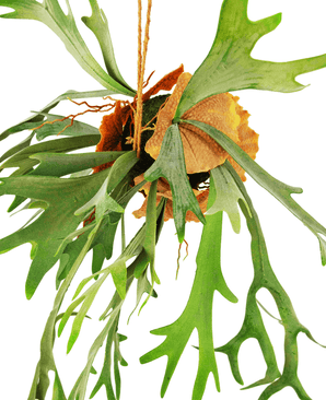 Piante Finte pendente Staghorn su palla 89 cm