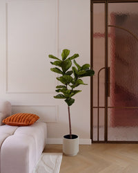 Pianta di tabacco Ficus Deluxe 155 cm
