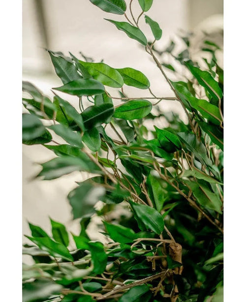 Un primo piano delle vivaci foglie verdi e dei sottili viticci in legno della pianta artificiale Ficus Liana da 90 cm, illuminati dalla luce naturale con uno sfondo neutro sfocato che mette in risalto il lussureggiante fogliame artificiale.