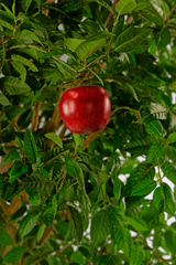 Un bellissimo melo artificiale da 240 cm con mele rosso brillante e foglie verdi lussureggianti, perfetto per aggiungere un tocco di bellezza ispirata alla natura a qualsiasi interno.