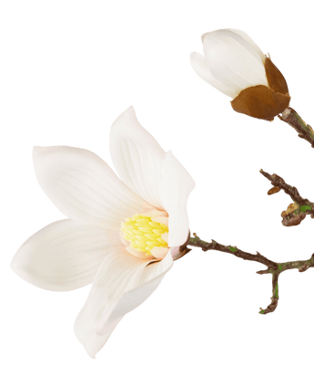 Ramo di magnolia artificiale Real Touch White 98 cm