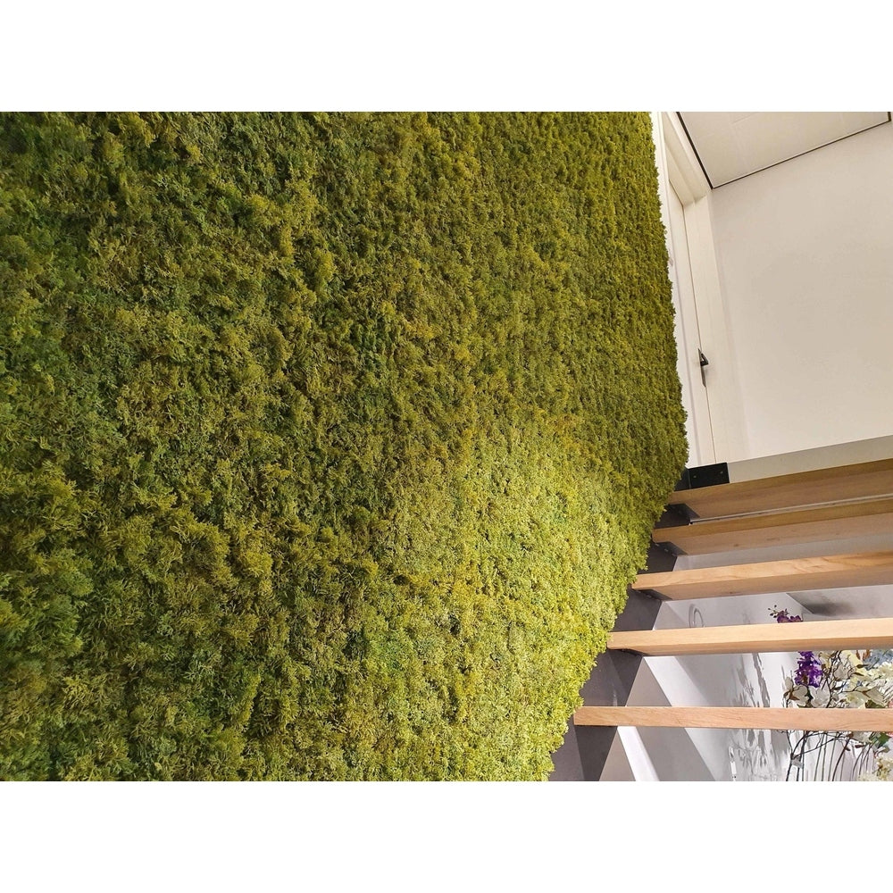 Siepe artificiale Nordic Moss 50x50 cm UV