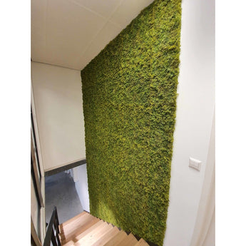 Siepe artificiale Nordic Moss 50x50 cm UV