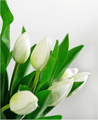 Een close-up van het Zijden kunstboeket Tulpen in vaas Wit toont frisse, levendige witte tulpenbloemen met groene bladeren tegen een zachte, onscherpe lichtgrijze achtergrond. De tulpen zijn gedeeltelijk gesloten en prachtig levensecht.