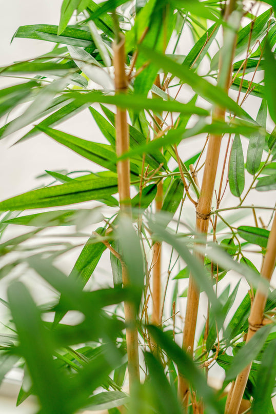 Bambù finto 120 cm