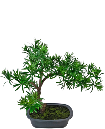 Bonsai finto Podocarpus 40 cm