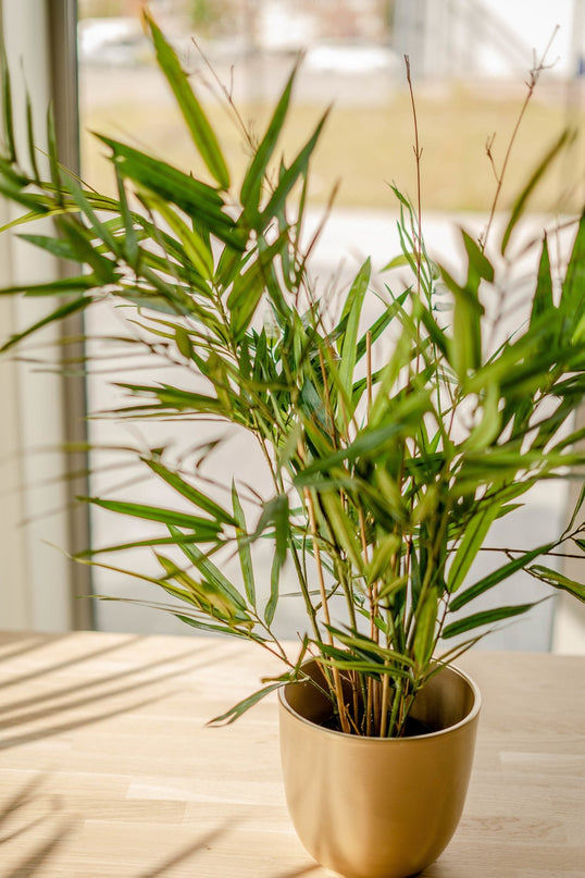 Bambù finto Royale 70 cm