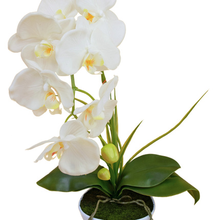 Orchidea artificiale 50 cm bianca in vaso