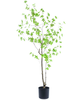 La pianta artificiale Enkianthus 150 cm è una pianta da vaso alta con rami sottili e piccole foglie verde brillante su uno sfondo bianco semplice.