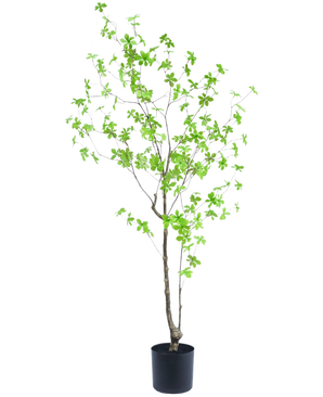La pianta artificiale Enkianthus 150 cm è una pianta da vaso alta con rami sottili e piccole foglie verde brillante su uno sfondo bianco semplice.