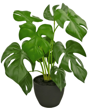 La Monstera artificiale da 40 cm in vaso decorativo nero è una Monstera artificiale con grandi foglie verdi lucide con fori e fessure naturali, in un semplice vaso decorativo nero pieno di terra scura.