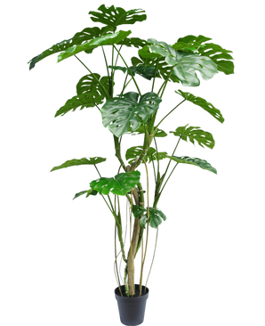 La pianta artificiale Monstera 210 cm è una pianta da vaso alta con diversi steli lunghi e grandi foglie verdi lucide e divise che ricordano un vero monstera. Qui mostrato su uno sfondo bianco semplice.