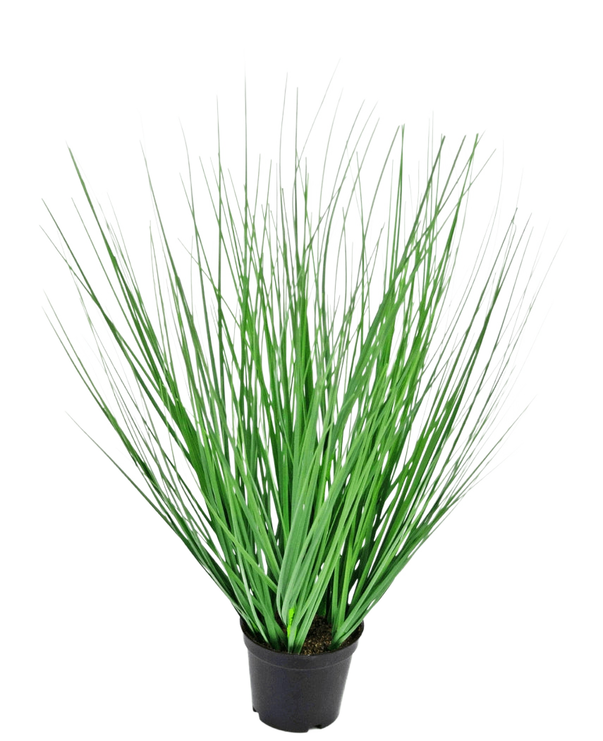 L'erba artificiale cipolla 50 cm ignifuga ha foglie lunghe, sottili, verdi simili a erba che si espandono verso l'esterno dal centro, presentate in un vaso su uno sfondo bianco semplice.