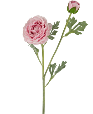 De Kunstranonkel Real Touch Roze 60cm heeft een enkele roze ranonkel met gelaagde bloemblaadjes en een gesloten knop op een groene steel met bladgroen, geïsoleerd op een witte achtergrond.