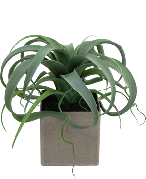De Kunst Vetplant in pot 24 cm heeft lange, krullende groene bladeren en wordt geleverd in een vierkante grijze pot, perfect als kunstluchtplant voor moderne ruimtes.