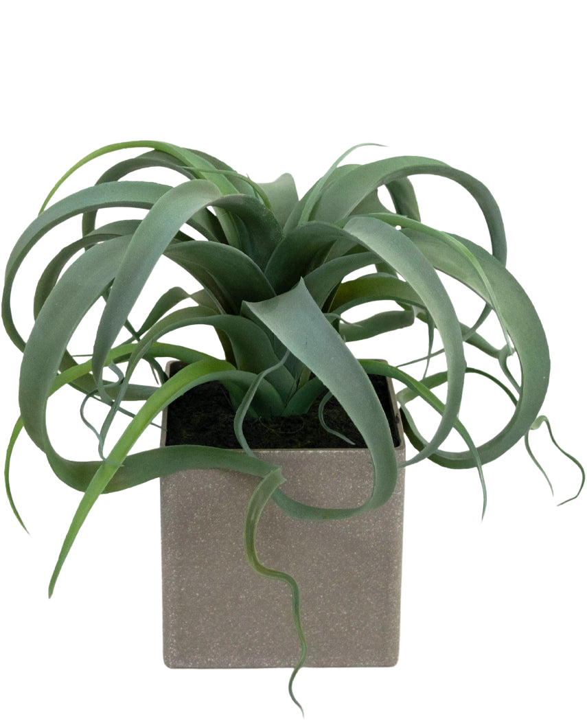La pianta grassa artificiale in vaso da 24 cm ha foglie verdi, arricciate, nastriformi che emergono da un vaso quadrato di colore grigio chiaro, su sfondo bianco.
