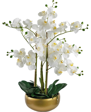 L'orchidea artificiale Real Touch bianca da 50 cm presenta orchidee bianche realistiche con cuori gialli e boccioli verdi, il tutto disposto con foglie verdi in un elegante vaso dorato.