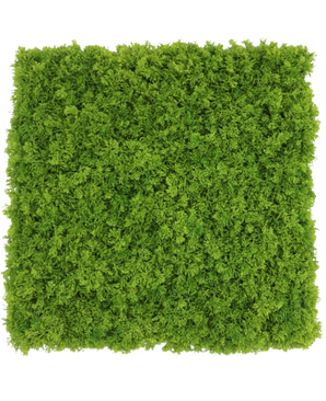 Een Kunsthaag Bergmos merkvast vierkant paneel van 50x50 cm met dicht, levendig groen mos, van bovenaf gezien op een witte achtergrond.